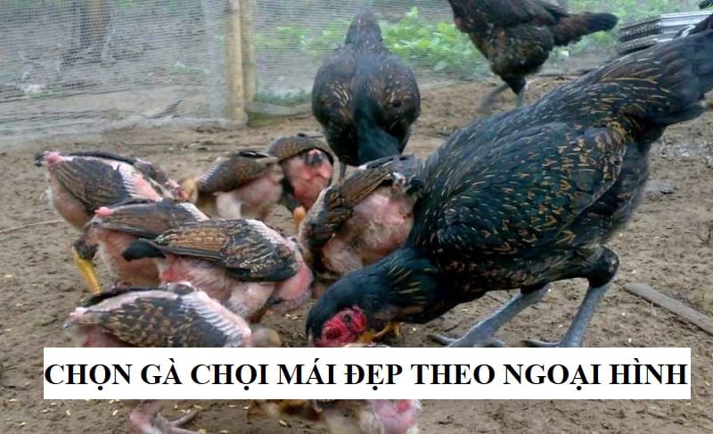 Chọn gà mái chọi dựa trên yếu tố ngoại hình