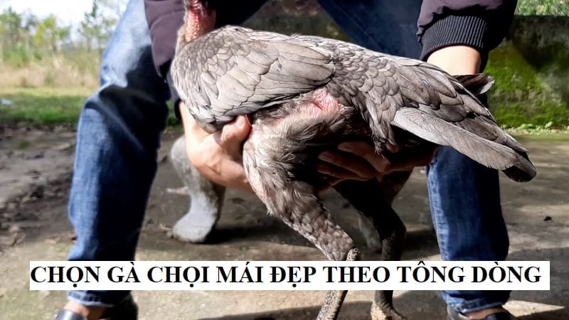 Chọn gà mái chọi dựa theo tông dòng