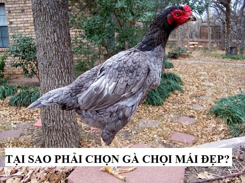 Gà chọi mái đóng góp phần quan trọng để tạo ra chiến kê có tài