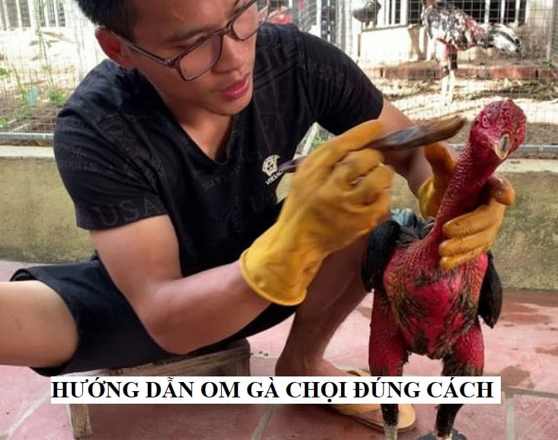 Các bước để om gà chọi đúng cách và hiệu quả