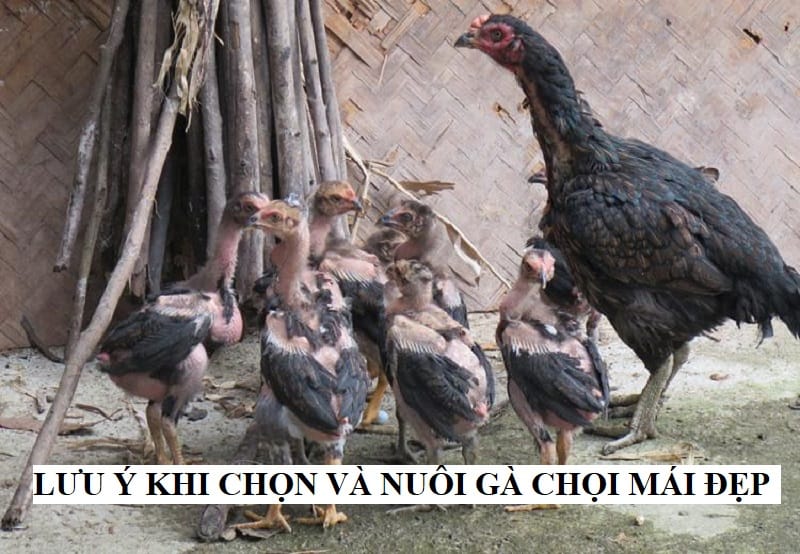 Những lưu ý để chọn gà mái chọi