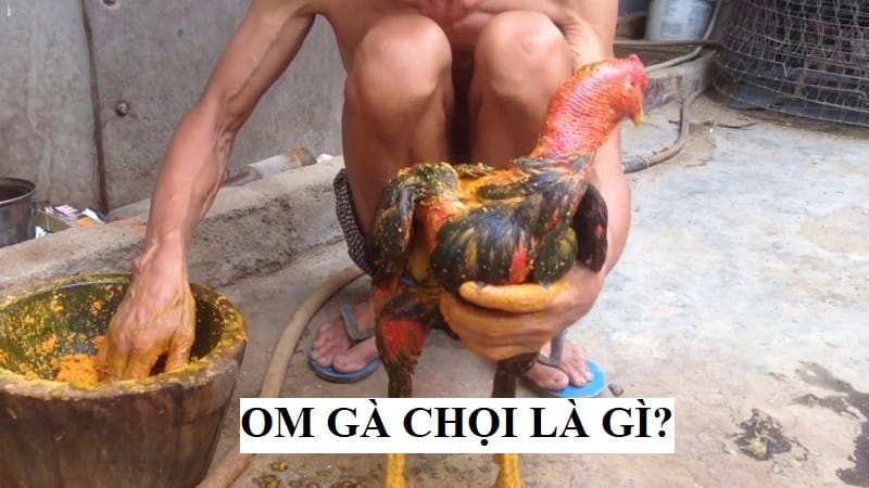 Om gà chọi là kỹ thuật để chăm sóc làn da của các chiến kê