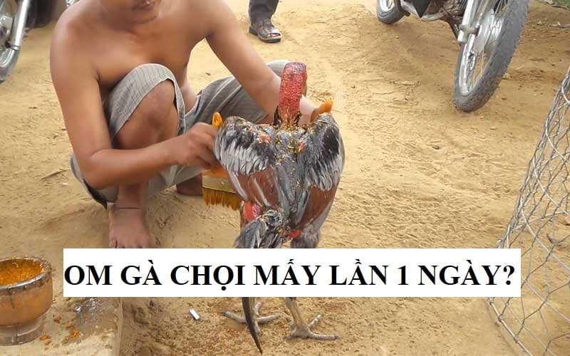 Mỗi ngày chỉ nên thực hiện om gà chọi 1 lần