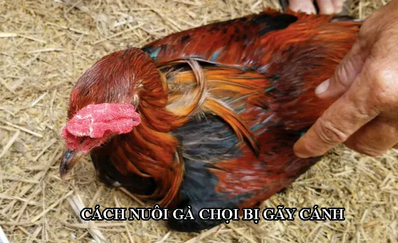 Cách nuôi gà đá khi bị chấn thương gãy cánh cần tỉ mỉ, cẩn thận