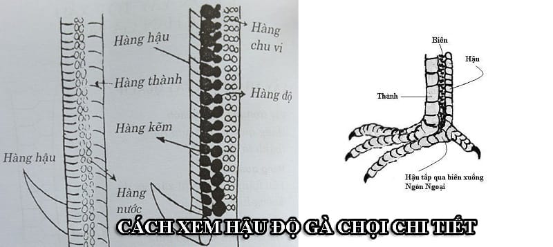 Cách để xem hậu độ của gà chọi chi tiết