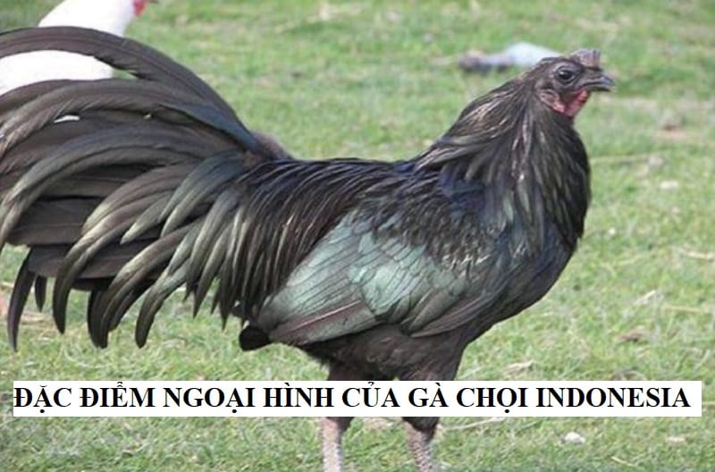 Gà Sumatra giống con chim trĩ