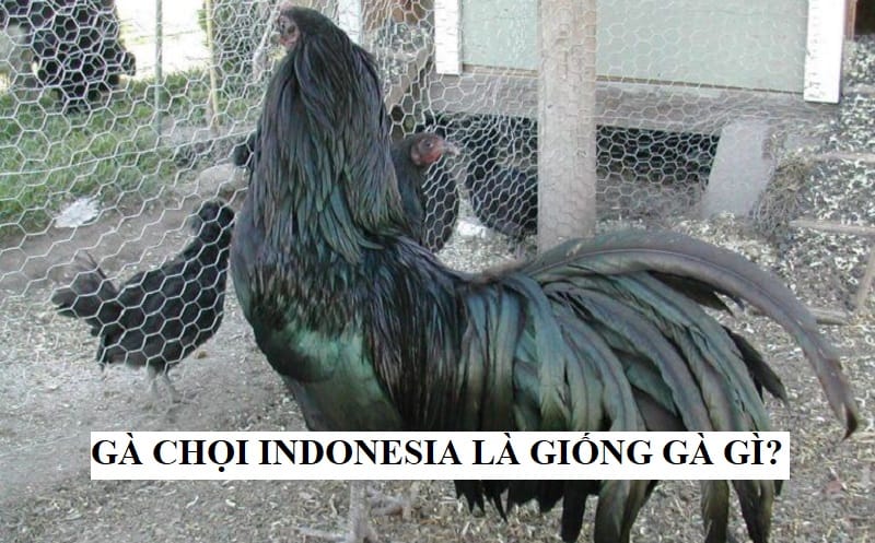 Gà chọi Indo là giống gà gì ?