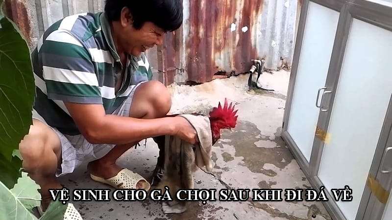 Vệ sinh cho gà sau khi chiến đấu về