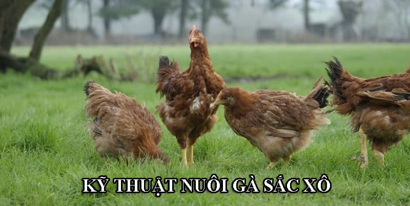 Gà sasso cần có được chăm sóc kỹ lưỡng để phát triển nhanh