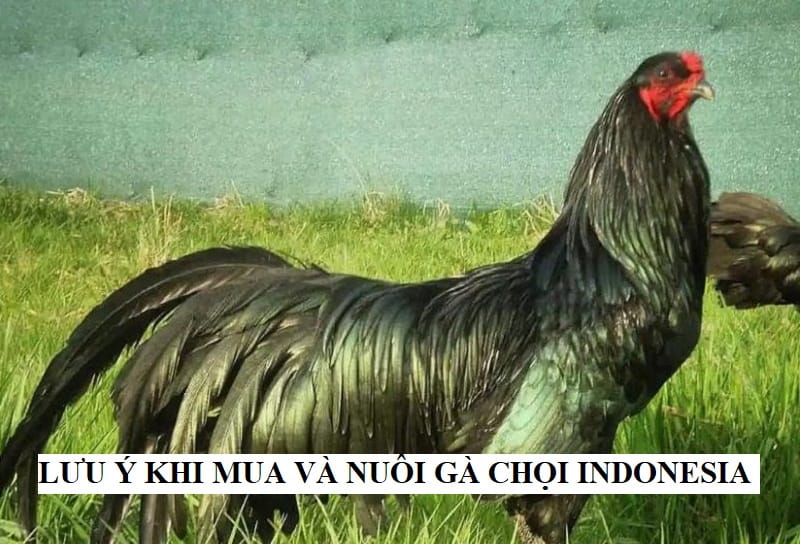 Lưu ý quan trọng khi mua và nuôi gà chọi Indo