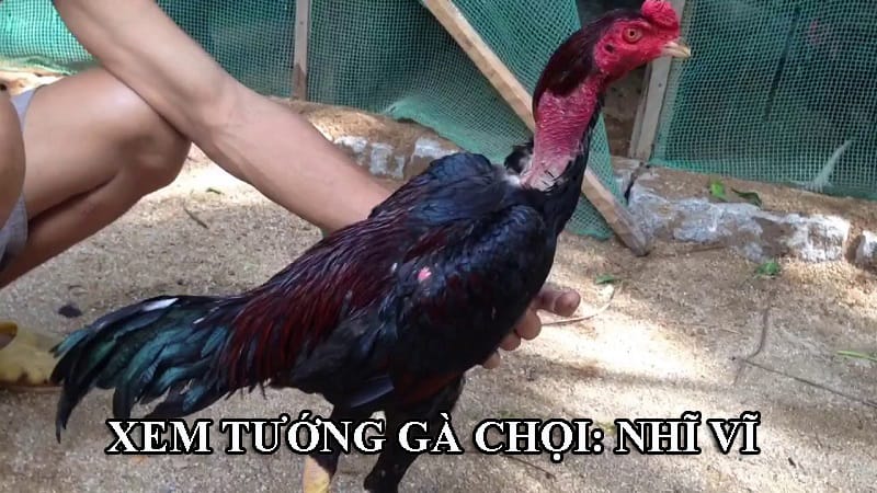 Lông gà chọi là bộ giáp quan trọng của gà chiến