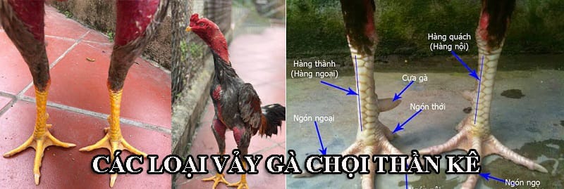 Các loại vảy thần kê hiếm thường mọc rất đẹp và có quy luật riêng