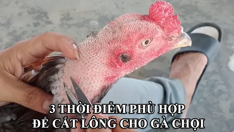 3 Thời điểm để cắt lông cho gà chiến