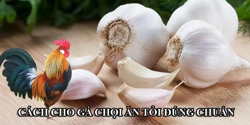 Cách để cho gà chọi ăn uống tỏi đúng chuẩn