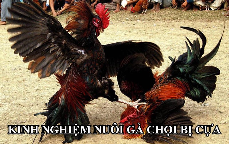 Kinh nghiệm điều trị cho gà chọi khi bị cựa