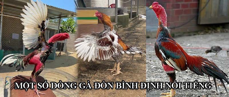 Một số dòng gà đòn nức tiếng ở Bình Định