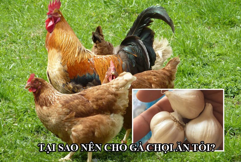 Gà chọi ăn tỏi có nhiều lợi ích về sức khỏe