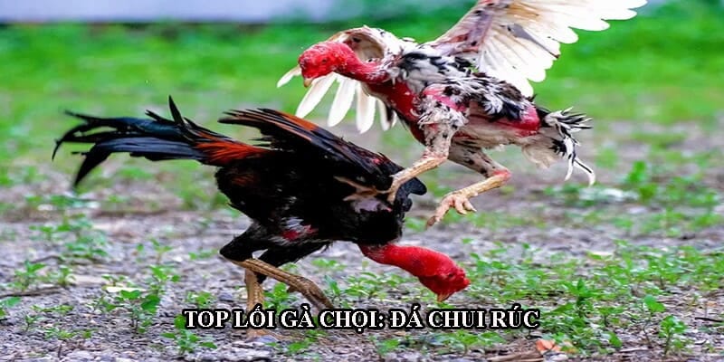 Lối đá chui rúc phù hợp với chiến kê nhỏ con, đầu nhỏ