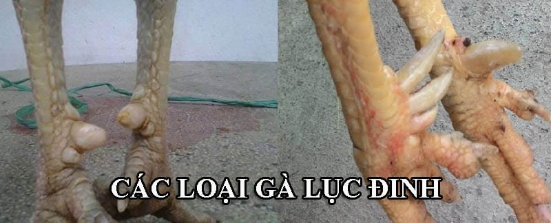 Có hai loại gà chọi lục đinh