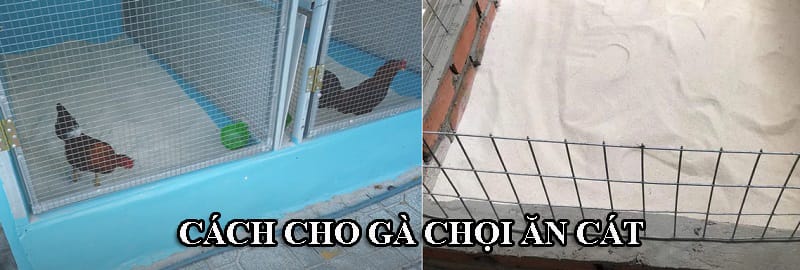 Cho gà ăn lượng cát theo nhu cầu tự nhiên của chúng