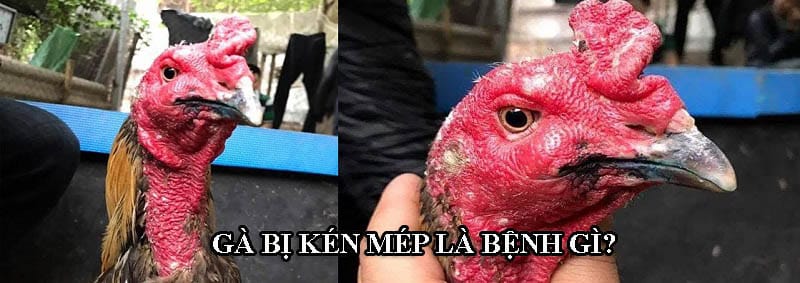 Kén mép ở gà xuất hiện khá phổ biến nhưng nhiều chủ kê chưa chú ý