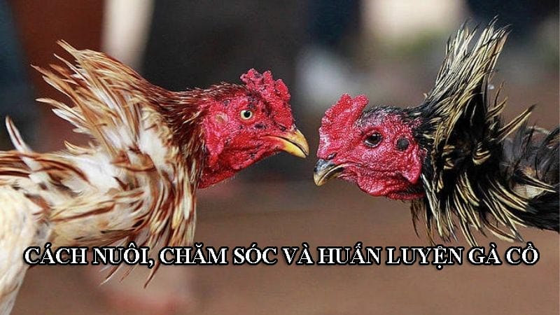 Cách nuôi, huấn luyện các con gà trống đầu đàn