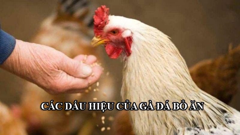 Dấu hiệu của gà đá bỏ bữa, không chịu ăn