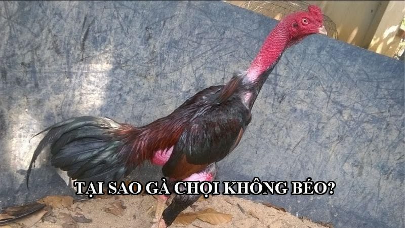 Tại sao chiến kê không mập và cần vỗ béo?