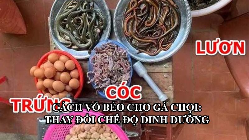 Chế độ ăn của gà chọi mỗi ngày ảnh hưởng trực tiếp đến cân nặng của gà chọi