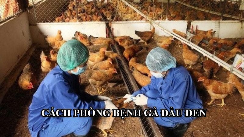 Các bước phòng tránh bệnh đầu đen dễ thực hiện, an toàn