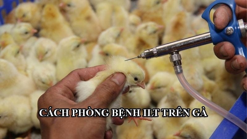 Phòng bệnh bệnh ILT rất quan trọng vì chưa có thuốc đặc trị