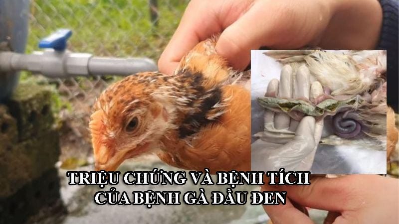 Triệu chứng, bệnh tích của bệnh đầu đen cần được phát hiện sớm