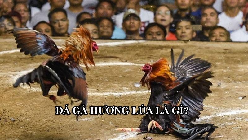 Hương Lúa là trường gà chuyên nghiệp, quy mô lớn tại Lào