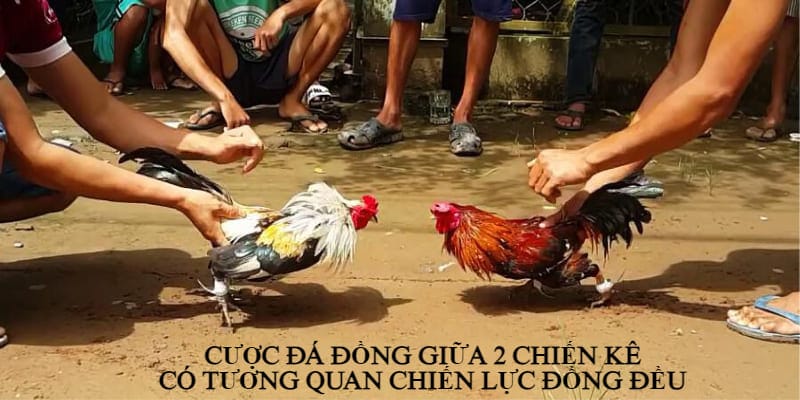 Đá gà ăn 8 là gì? Hướng dẫn chơi đá gà ăn 8 dễ hiểu