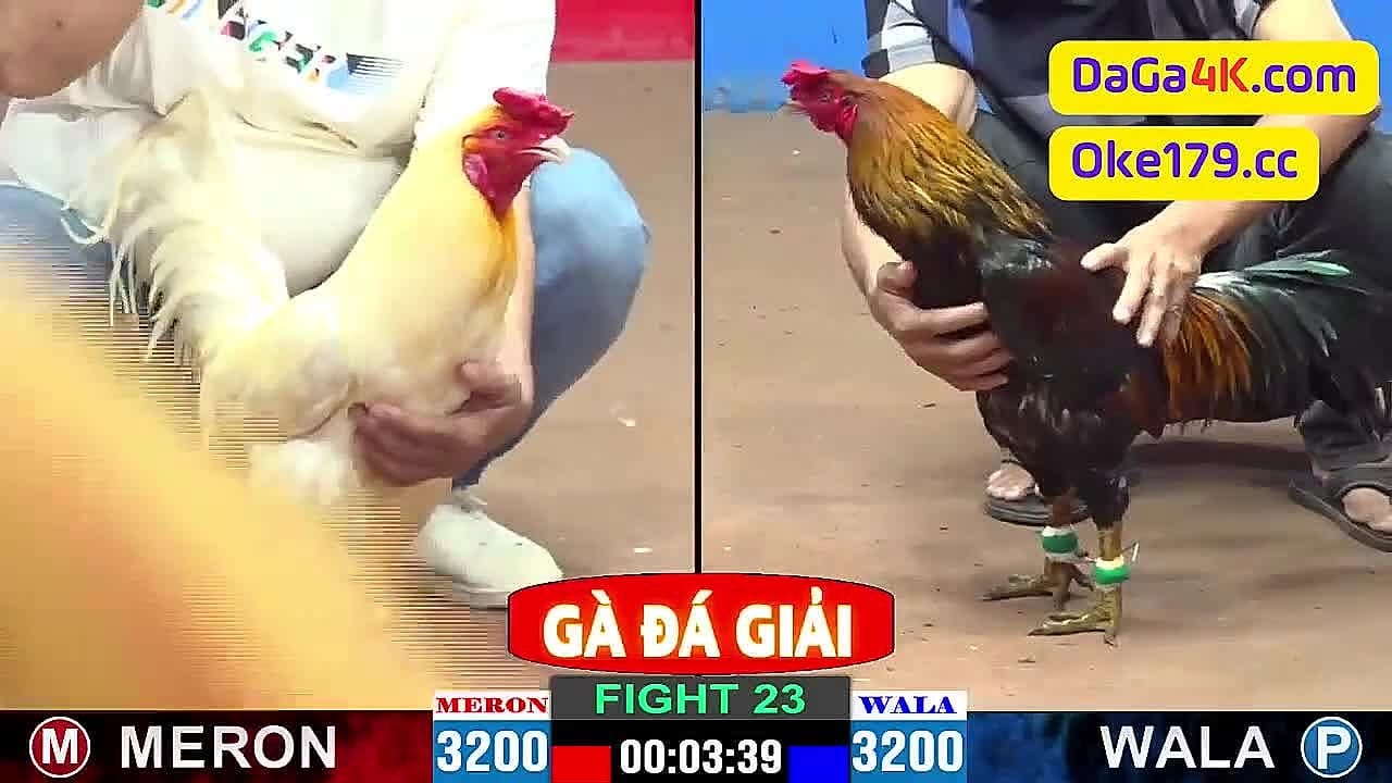 Toàn Bộ Video Các Trận Đá Gà Giải Tự Do Thomo C2 Ngày 31/05/2024