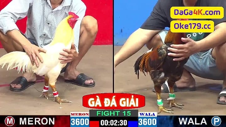 Trận Gà Giải Mở Màn Của Siêu Cúp Thomo Giữa Casino 999 vs A.Phước Đồng Tháp Đá Gà Giải Thomo C2  Ngày 31/5/2024