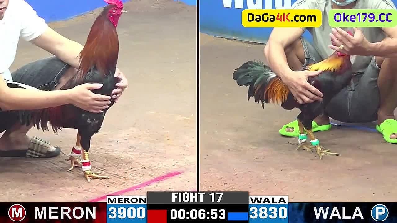 Toàn Bộ 28 Video Đá Gà Bồ C3 Ngày 28/6/2024