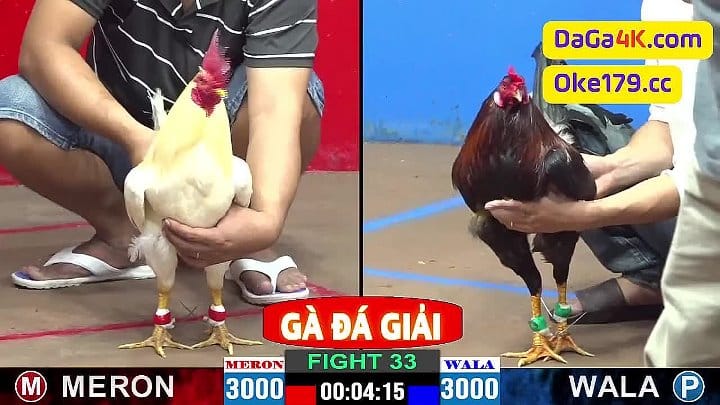 Trận gà Tranh Giải Nhì Của Casino 999 vs Anh Huy Sv368 đá gà giải c2 thomo 31/5/2024