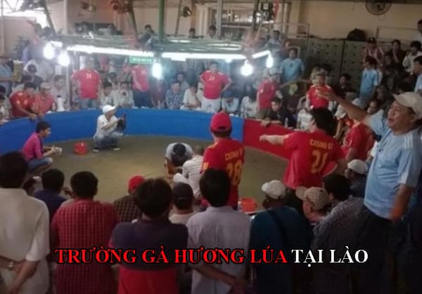 Trường gà Hương Lúa - dân chơi đá gà chuyên nghiệp phải biết