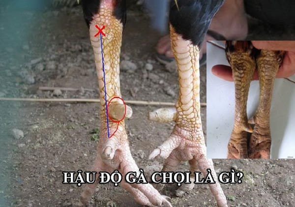 Cách xem hậu độ gà chọi chính xác không phải ai cũng biết