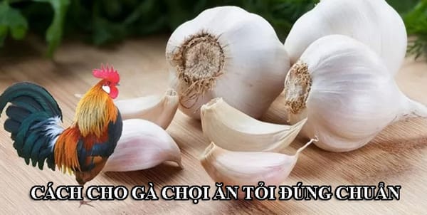 Cho gà chọi ăn tỏi để làm gì? Cách cho ăn đúng chuẩn nhất