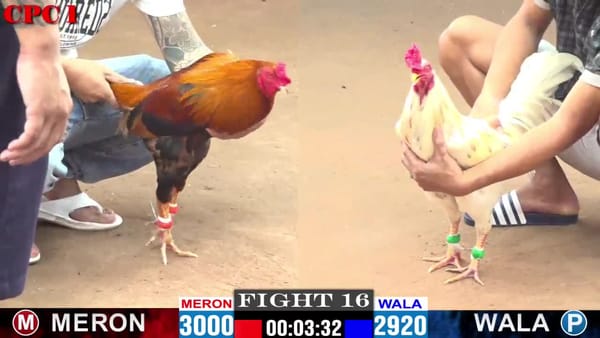 Đá gà CPC1 ngày 02-03-2024 A.VINH VS A.KHOA ĐỒNG XỔ 50