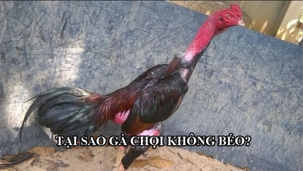 Vỗ béo cho gà chọi đúng kỹ thuật không phải ai cũng biết