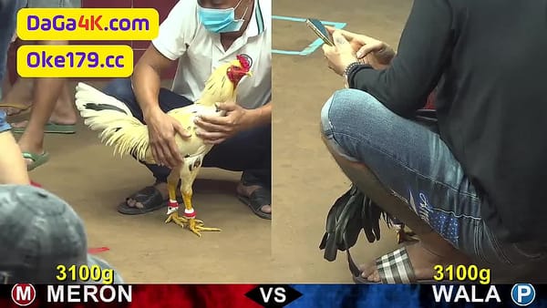 Toàn bộ 31 video đá gà Campuchia C4 Mới nhất ngày 24/5/2024