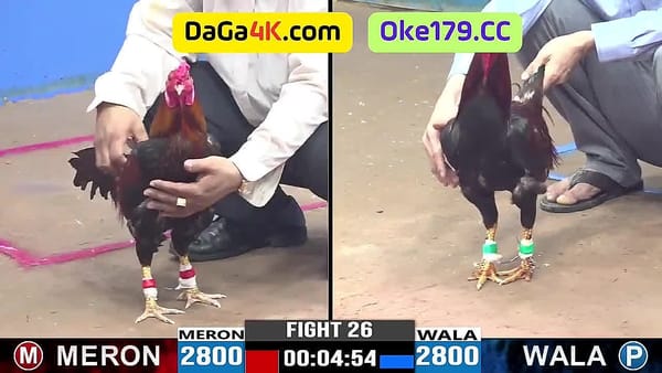 Toàn Bộ 42 Video Đá Gà Bồ C3 Hôm Nay 24/6/2024