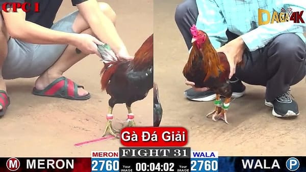 Gà Đá Giải C1 19/08/2024 - Trận #31 Anh An Tầm Du vs Wala C1 